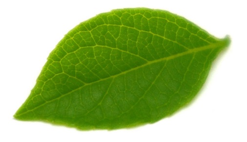 leaf